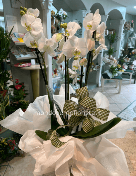 Pianta di phaleonopsis bianca